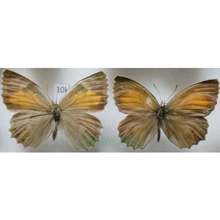 Kirinia climene valentinae (Miller, 1923) pair Turkey10k